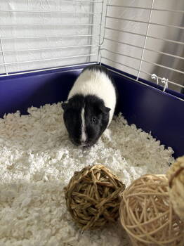Rescue Guinea Pig Guinea Pigs for Adoption in Sistersville, West Virginia - Pearl | PetCurious